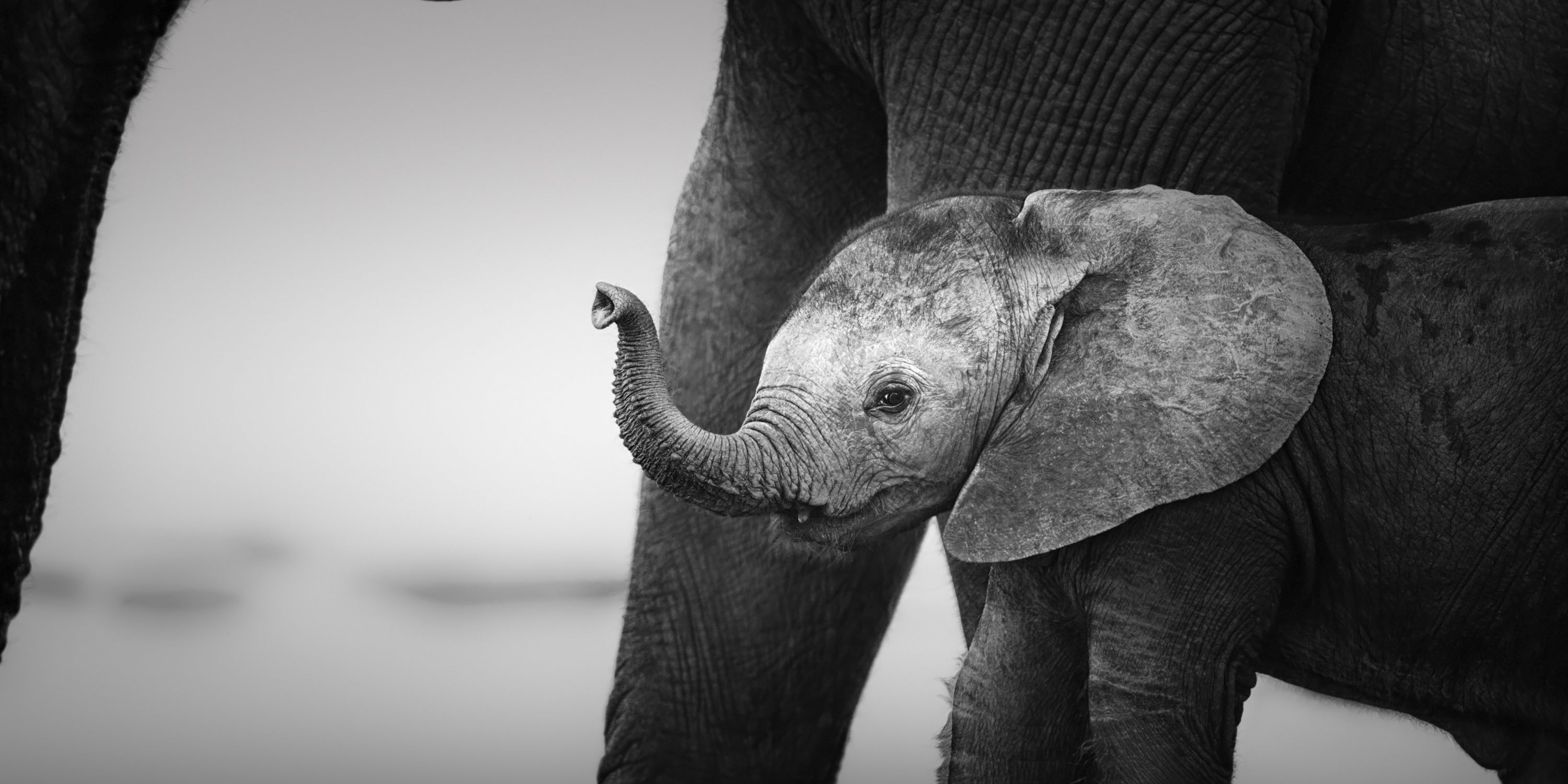 Tiere