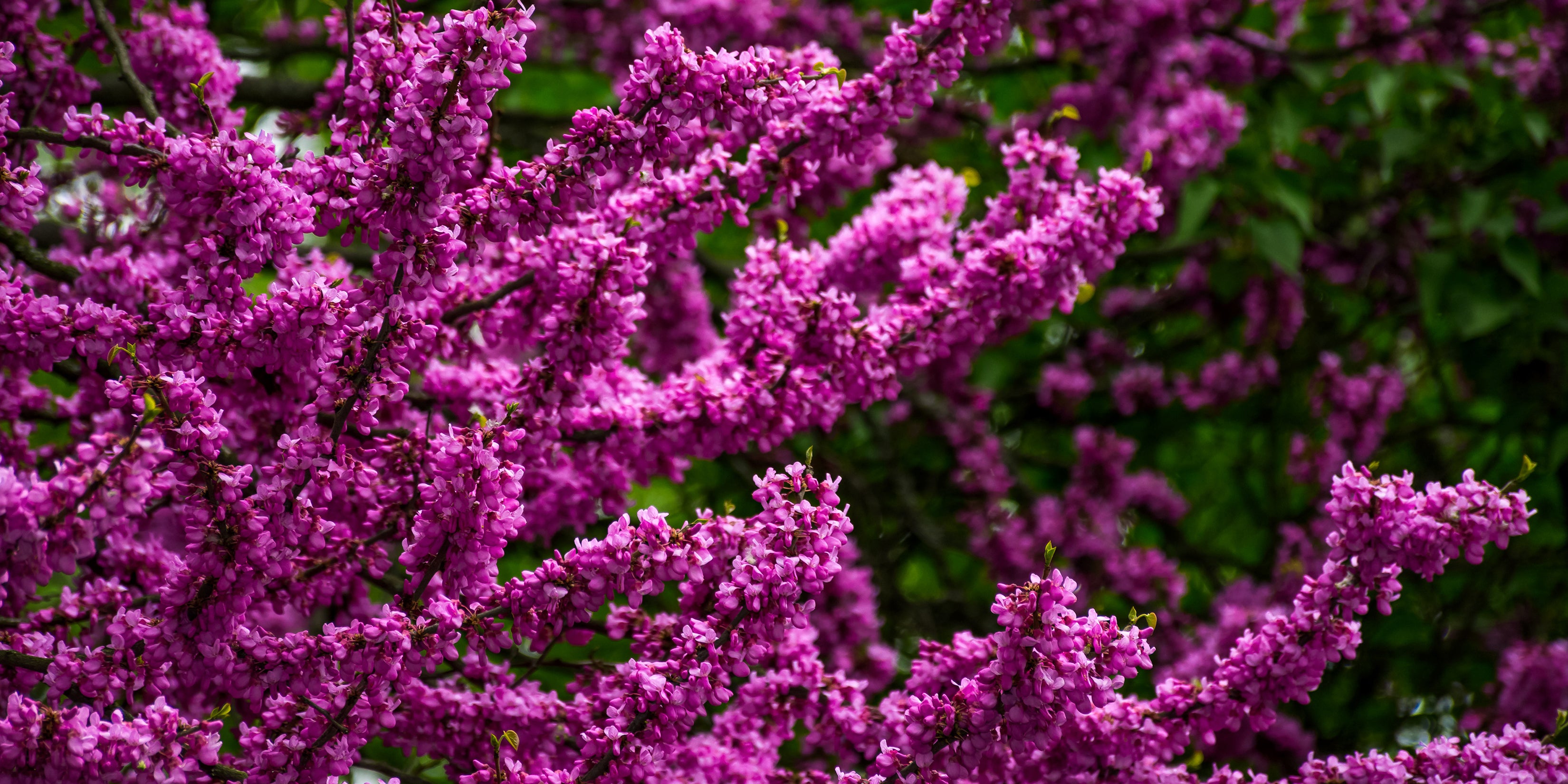 Kollektion: Florales Design