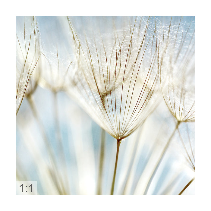 Spannbild „Makro Pusteblume "