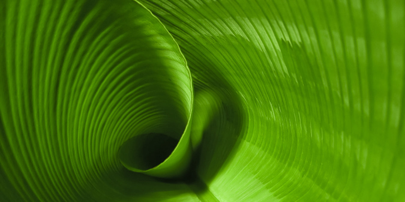 Macro