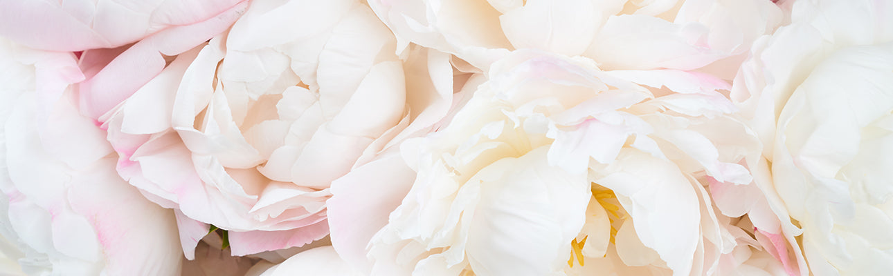 Blumen & Florales