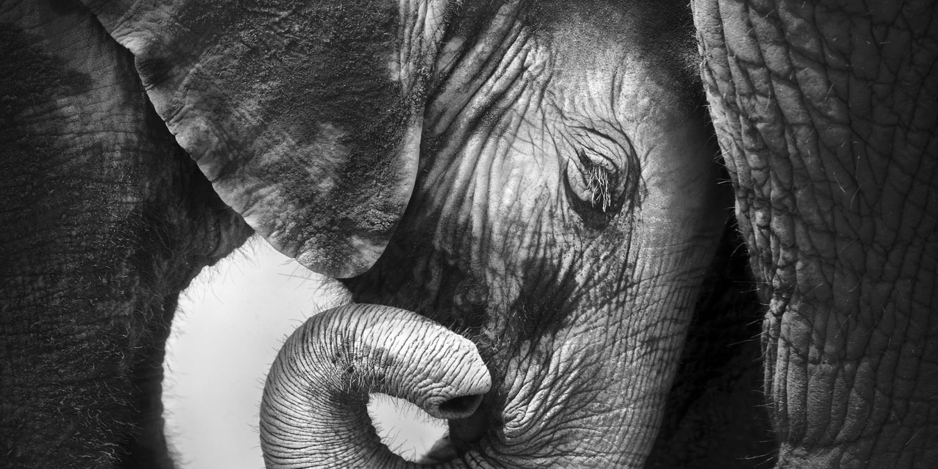 Animals