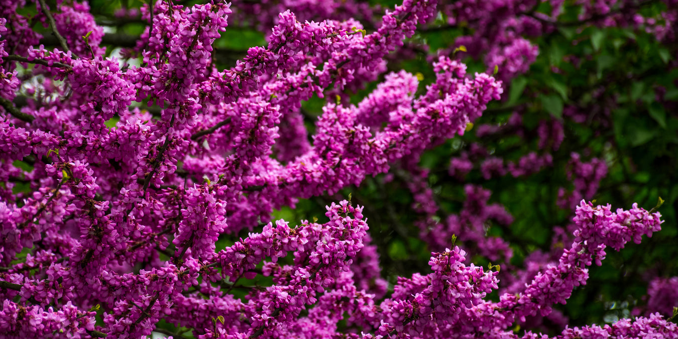 Kollektion: Florales Design