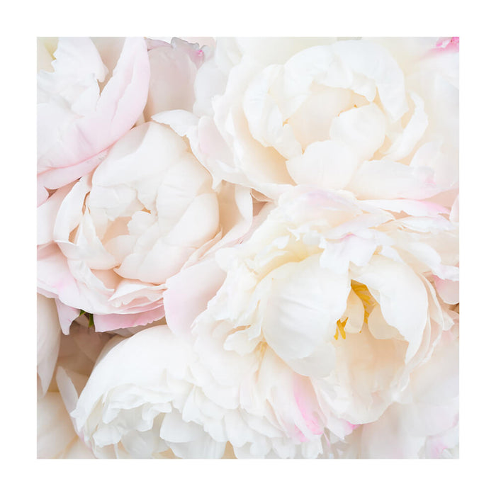 Clamping picture "Peonies white"