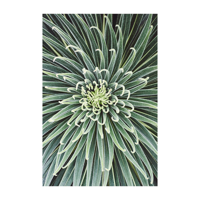 Spannbild "Macro Cactus"