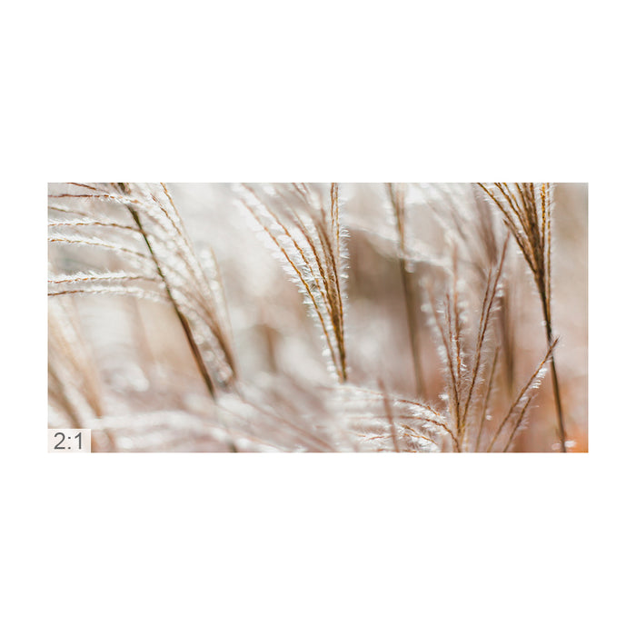 Clamping picture "Pampas grass"