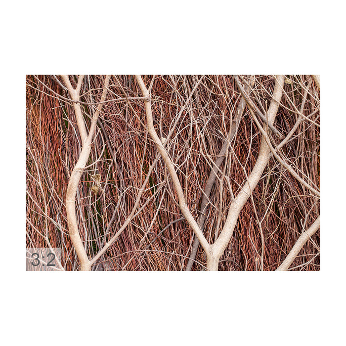 Clamping picture "Brown branches"