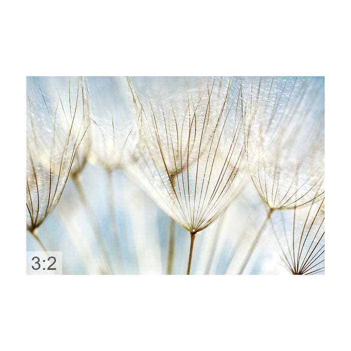 Clamping picture "macro dandelion"