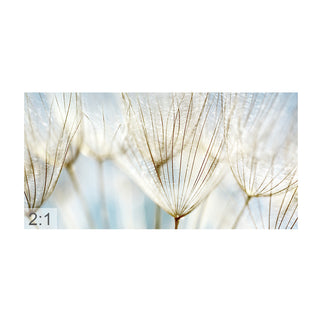 Spannbild „Makro Pusteblume 