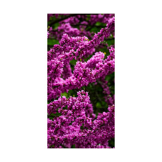 Akustikbild 