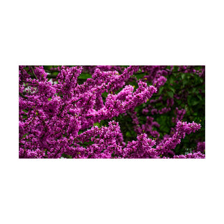 Akustikbild 
